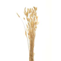 Hill Interiors Bunny Tail Dried Plant in Natural - thumbnail 1