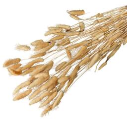 Hill Interiors Bunny Tail Dried Plant in Natural - thumbnail 2