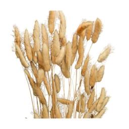 Hill Interiors Bunny Tail Dried Plant in Natural - thumbnail 3