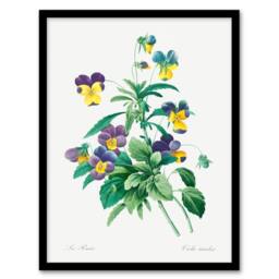 Artery8 Redoute Framed Wall Art Print Vintage Wild Pansy Flower Illustration in White - Size: A4 - thumbnail 1