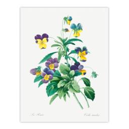 Artery8 Redoute Framed Wall Art Print Vintage Wild Pansy Flower Illustration in White - Size: A4 - thumbnail 3