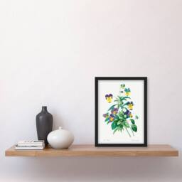 Artery8 Redoute Framed Wall Art Print Vintage Wild Pansy Flower Illustration in White - Size: A4 - thumbnail 2