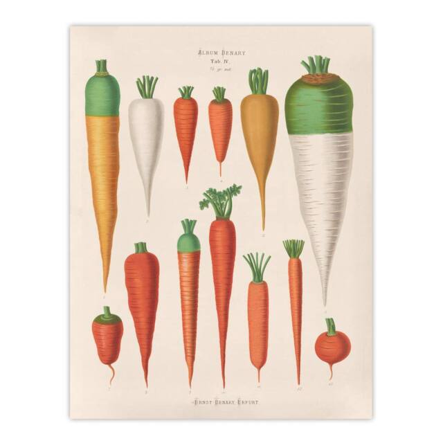 "Artery8 Carrots Vegetables Kitchen Ernst Benary Wall Art Poster Print in White - Size: W24"" x H32""" - image 1