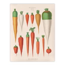 "Artery8 Carrots Vegetables Kitchen Ernst Benary Wall Art Poster Print in White - Size: W24"" x H32""" - thumbnail 1