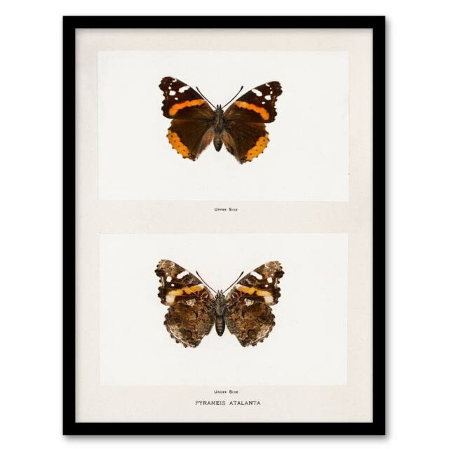 Artery8 Denton Framed Wall Art Red Admiral Butterfly Vintage Illustration in White - Size: A4 - image 1