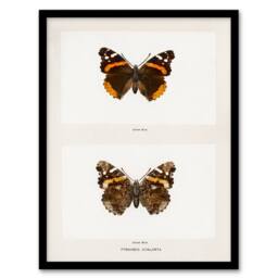 Artery8 Denton Framed Wall Art Red Admiral Butterfly Vintage Illustration in White - Size: A4 - thumbnail 1