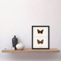 Artery8 Denton Framed Wall Art Red Admiral Butterfly Vintage Illustration in White - Size: A4 - thumbnail 2