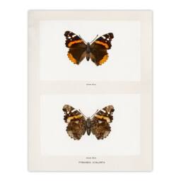 Artery8 Denton Framed Wall Art Red Admiral Butterfly Vintage Illustration in White - Size: A4 - thumbnail 3