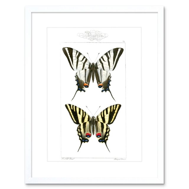 "Artery8 Wall Art Print Butterflies Tiger Art Framed 9x7 inch in White - Size: W7"" x H9""" - image 1