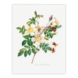 Artery8 Pierre Joseph Redoute Framed Wall Art Print White Rose Vintage Floral - Size: A4 - thumbnail 3