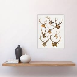 "Artery8 Vintage Illustration of Deer Species Lydekker Wall Art Poster Print in White - Size: W12"" x H16""" - thumbnail 4