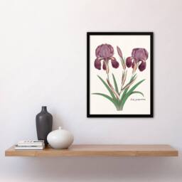 Artery8 Anselmus de Boodt Purple Iris Germanica Flower Framed Wall Art Print in White - Size: A4 - thumbnail 2