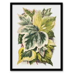 Artery8 Ivy Leaf Variations Vintage Botanical Hibberd Framed Wall Art Print in Green - Size: A4 - thumbnail 1