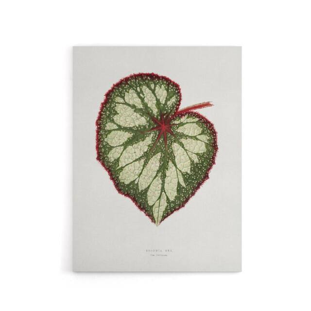 "Artery8 AF Lydon Benjamin Fawcett Begonia Rex Leaf Canvas Wall Art Print in White - Size: W12"" x H16""" - image 1