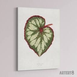 "Artery8 AF Lydon Benjamin Fawcett Begonia Rex Leaf Canvas Wall Art Print in White - Size: W12"" x H16""" - thumbnail 2