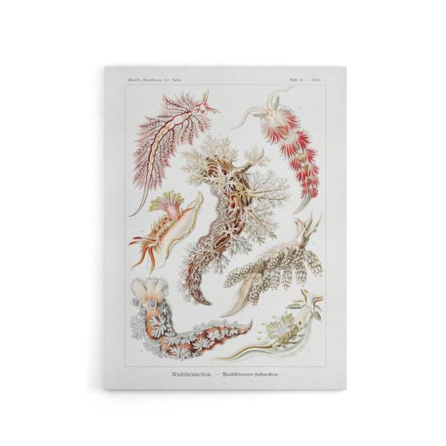 "Artery8 Nudibranch Sea Slug Molluscs Haeckel Botanical Canvas Wall Art in White - Size: W18"" x H24""" - image 1