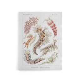 "Artery8 Nudibranch Sea Slug Molluscs Haeckel Botanical Canvas Wall Art in White - Size: W18"" x H24""" - thumbnail 1