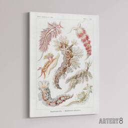 "Artery8 Nudibranch Sea Slug Molluscs Haeckel Botanical Canvas Wall Art in White - Size: W18"" x H24""" - thumbnail 2