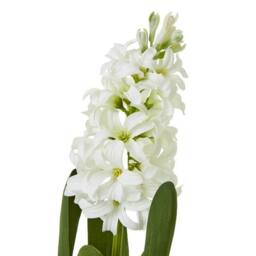 Lemon Pavilion Furniture and Decor Hyacinth (Single Stem Flower) - Plastic - Height 44 cm - White - thumbnail 2