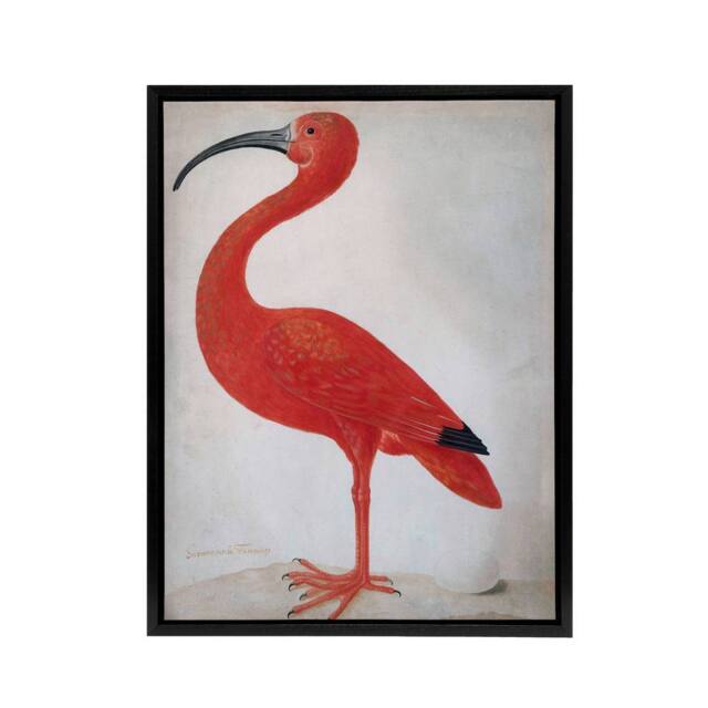 "Artery8 Merian Scarlet Ibis With Egg Nature Framed Canvas Wall Art Print in Pink - Size: W12"" x H16""" - image 1