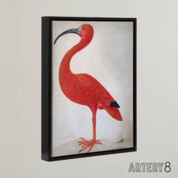 "Artery8 Merian Scarlet Ibis With Egg Nature Framed Canvas Wall Art Print in Pink - Size: W12"" x H16""" - thumbnail 2