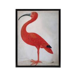 "Artery8 Merian Scarlet Ibis With Egg Nature Framed Canvas Wall Art Print in Pink - Size: W12"" x H16""" - thumbnail 1