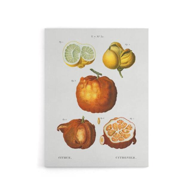 "Artery8 Citrus Fruit Illustration Redoute Vintage Canvas Wall Art in White - Size: W18"" x H24""" - image 1
