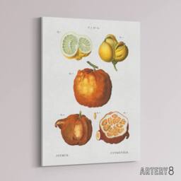 "Artery8 Citrus Fruit Illustration Redoute Vintage Canvas Wall Art in White - Size: W18"" x H24""" - thumbnail 2