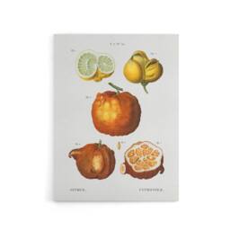 "Artery8 Citrus Fruit Illustration Redoute Vintage Canvas Wall Art in White - Size: W18"" x H24""" - thumbnail 1