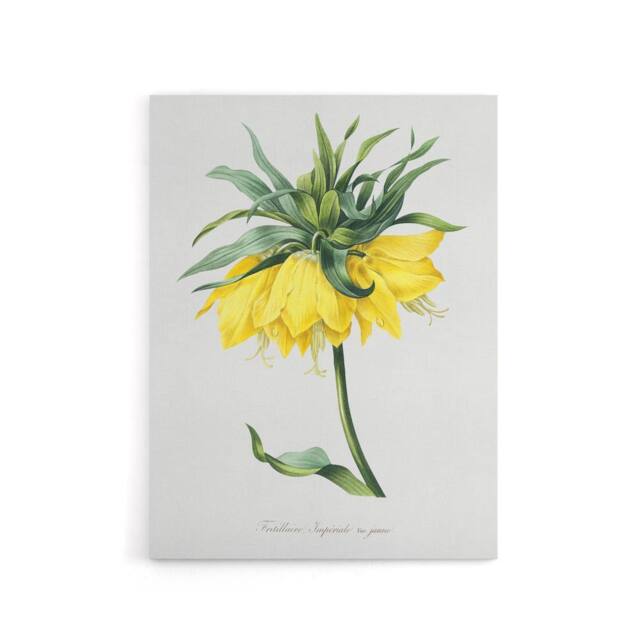 "Artery8 Yellow Crown Imperial Flower Redoute Vintage Canvas Wall Art in White - Size: W18"" x H24""" - image 1