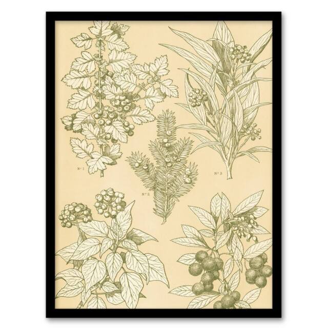 Artery8 Owen Jones Framed Wall Art Leaves From Nature No 7 Vintage Botanical in Beige - Size: A4 - image 1