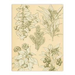 Artery8 Owen Jones Framed Wall Art Leaves From Nature No 7 Vintage Botanical in Beige - Size: A4 - thumbnail 3