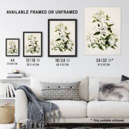 Artery8 New Zealand Pikiarero White Clematis Flower Featon Framed Art Print in Beige - Size: A4 - thumbnail 3