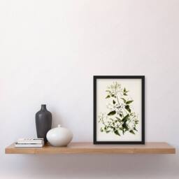 Artery8 New Zealand Pikiarero White Clematis Flower Featon Framed Art Print in Beige - Size: A4 - thumbnail 4