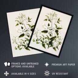 Artery8 New Zealand Pikiarero White Clematis Flower Featon Framed Art Print in Beige - Size: A4 - thumbnail 2