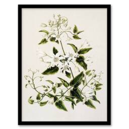 Artery8 New Zealand Pikiarero White Clematis Flower Featon Framed Art Print in Beige - Size: A4 - thumbnail 1