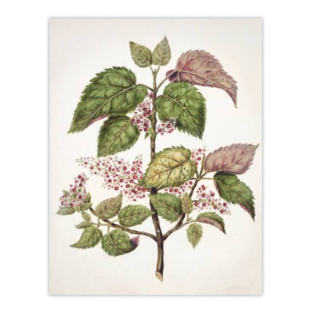 "Artery8 New Zealand Makomako Flowering Plant Featon Wall Art Poster Print in Beige - Size: W18"" x H24""" - image 1