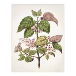 "Artery8 New Zealand Makomako Flowering Plant Featon Wall Art Poster Print in Beige - Size: W18"" x H24""" - thumbnail 1