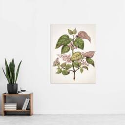 "Artery8 New Zealand Makomako Flowering Plant Featon Wall Art Poster Print in Beige - Size: W18"" x H24""" - thumbnail 4