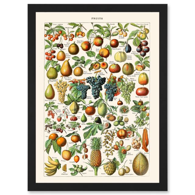 Artery8 Millot Encyclopedia vintage Fruit Grape Pineapple Nature Artwork Framed Wall Art Print A4 in Black - image 1