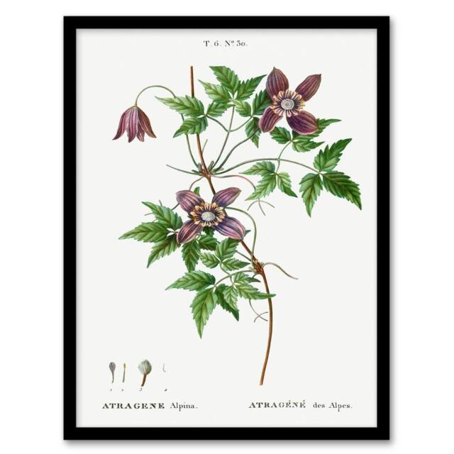 Artery8 Pierre Joseph Redoute Framed Wall Art Print Alpine Clematis Flower in White - Size: A4 - image 1