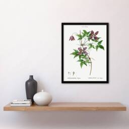 Artery8 Pierre Joseph Redoute Framed Wall Art Print Alpine Clematis Flower in White - Size: A4 - thumbnail 2