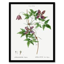 Artery8 Pierre Joseph Redoute Framed Wall Art Print Alpine Clematis Flower in White - Size: A4 - thumbnail 1