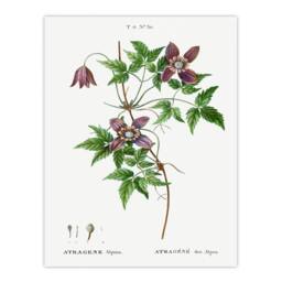 Artery8 Pierre Joseph Redoute Framed Wall Art Print Alpine Clematis Flower in White - Size: A4 - thumbnail 3