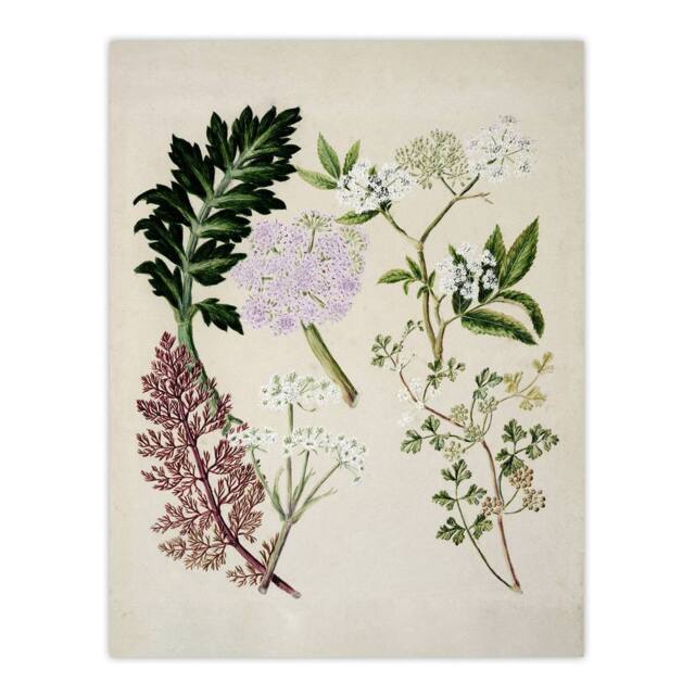 "Artery8 New Zealand Ligosticum Latifolium Flowers Featon Wall Art Poster Print in Beige - Size: W24"" x H32""" - image 1