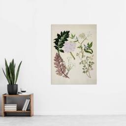 "Artery8 New Zealand Ligosticum Latifolium Flowers Featon Wall Art Poster Print in Beige - Size: W24"" x H32""" - thumbnail 4