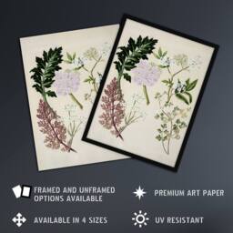 "Artery8 New Zealand Ligosticum Latifolium Flowers Featon Wall Art Poster Print in Beige - Size: W24"" x H32""" - thumbnail 2