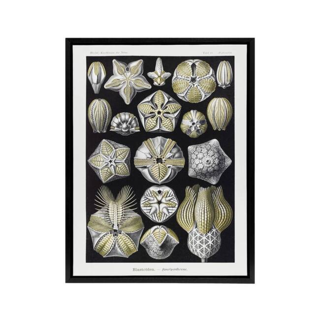 "Artery8 Blastoid Sea Buds Urchins Haeckel Botanical Black Framed Canvas Art in White - Size: W12"" x H16""" - image 1