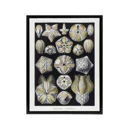 "Artery8 Blastoid Sea Buds Urchins Haeckel Botanical Black Framed Canvas Art in White - Size: W12"" x H16""" - thumbnail 1