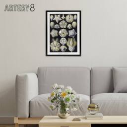 "Artery8 Blastoid Sea Buds Urchins Haeckel Botanical Black Framed Canvas Art in White - Size: W12"" x H16""" - thumbnail 3